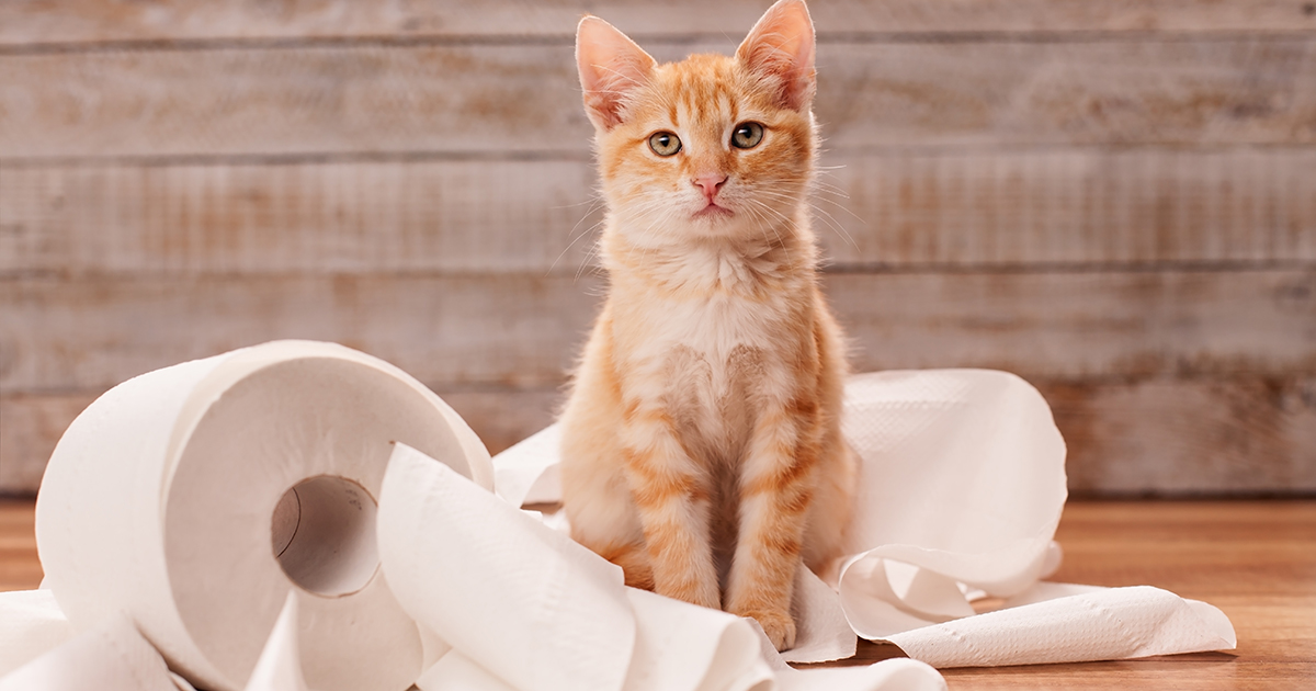 Cat sitting next to toilet paper