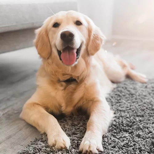 Dog looking happy lying on the carpet in living room