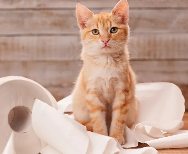 Cat sitting next to toilet paper