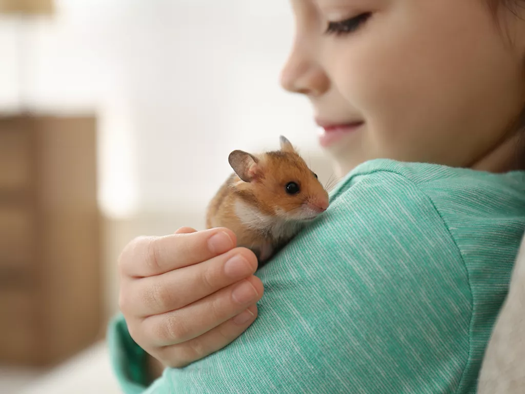 Hamster sky metro top