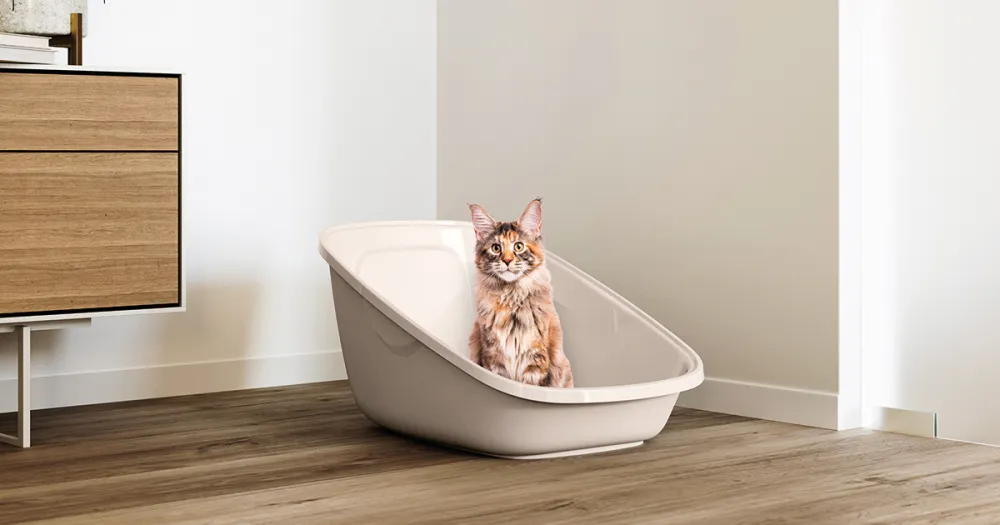 Aseo Giant open litter box Aseo Giant open litter box with raised back wall for litter control