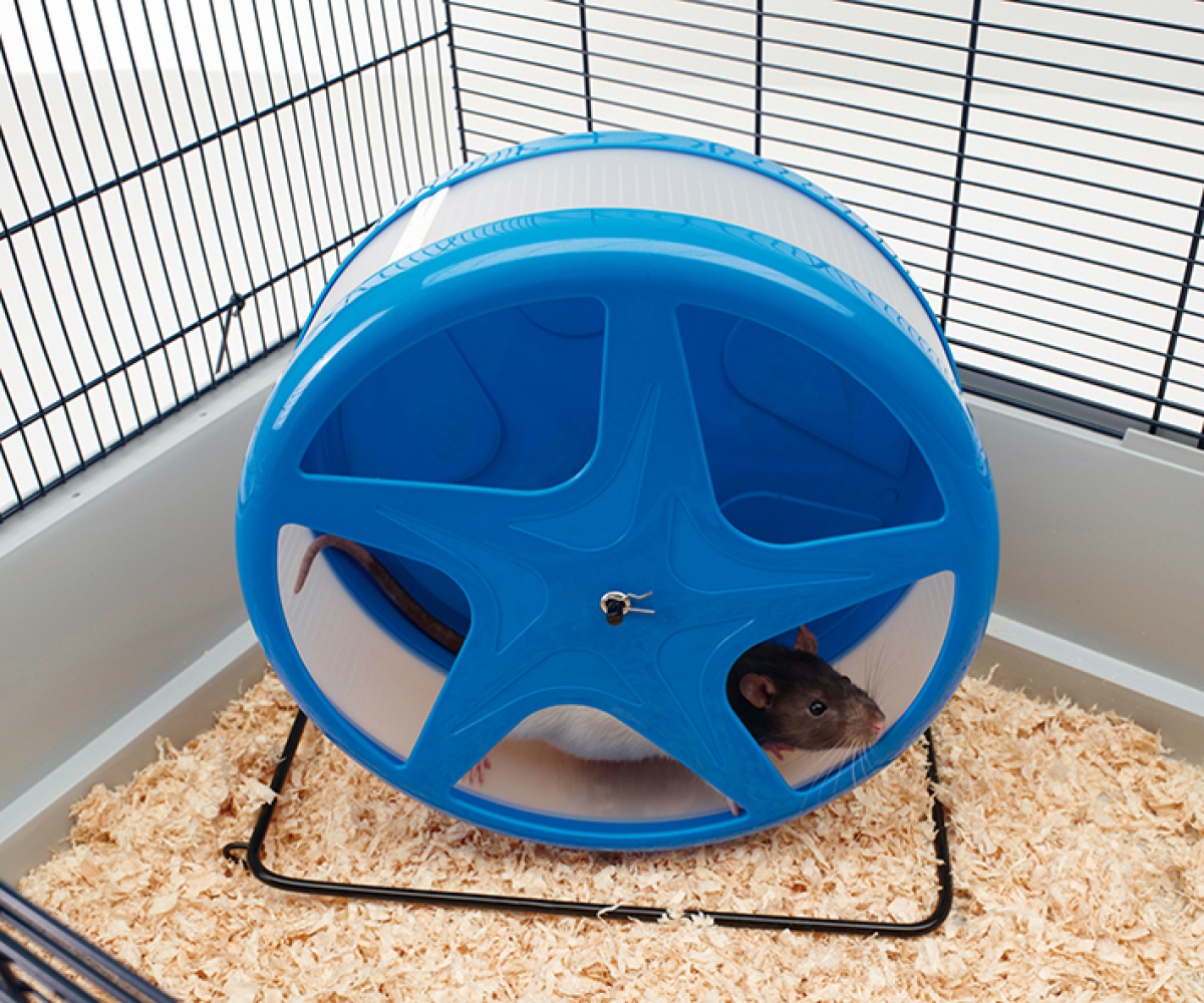 Orbital Large silent exercise wheel