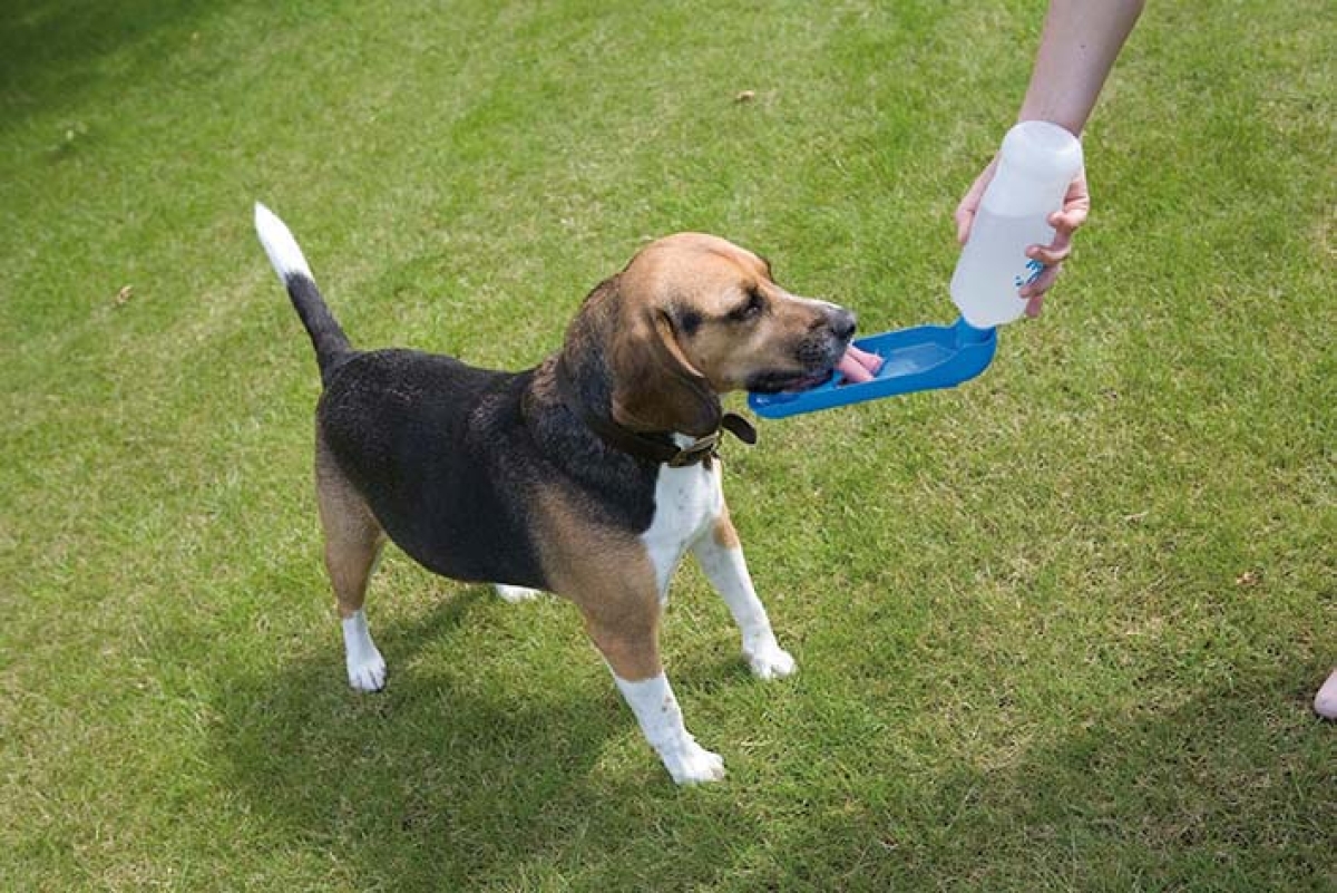 Aqua Boy Medium water dispenser - 0,55 L