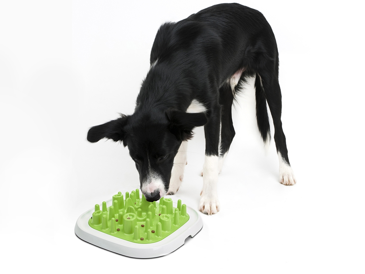 Pet Enigma feeding bowl - Large - 20