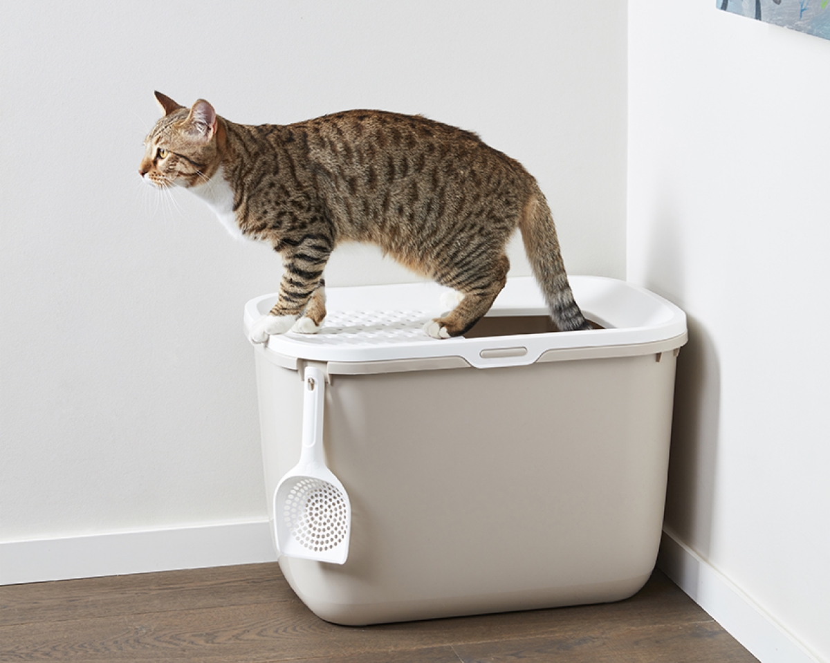Cat standing on Savic Hop In Mocha top-entry cat litter tray with perforated white lid and warm mocha base in home setting