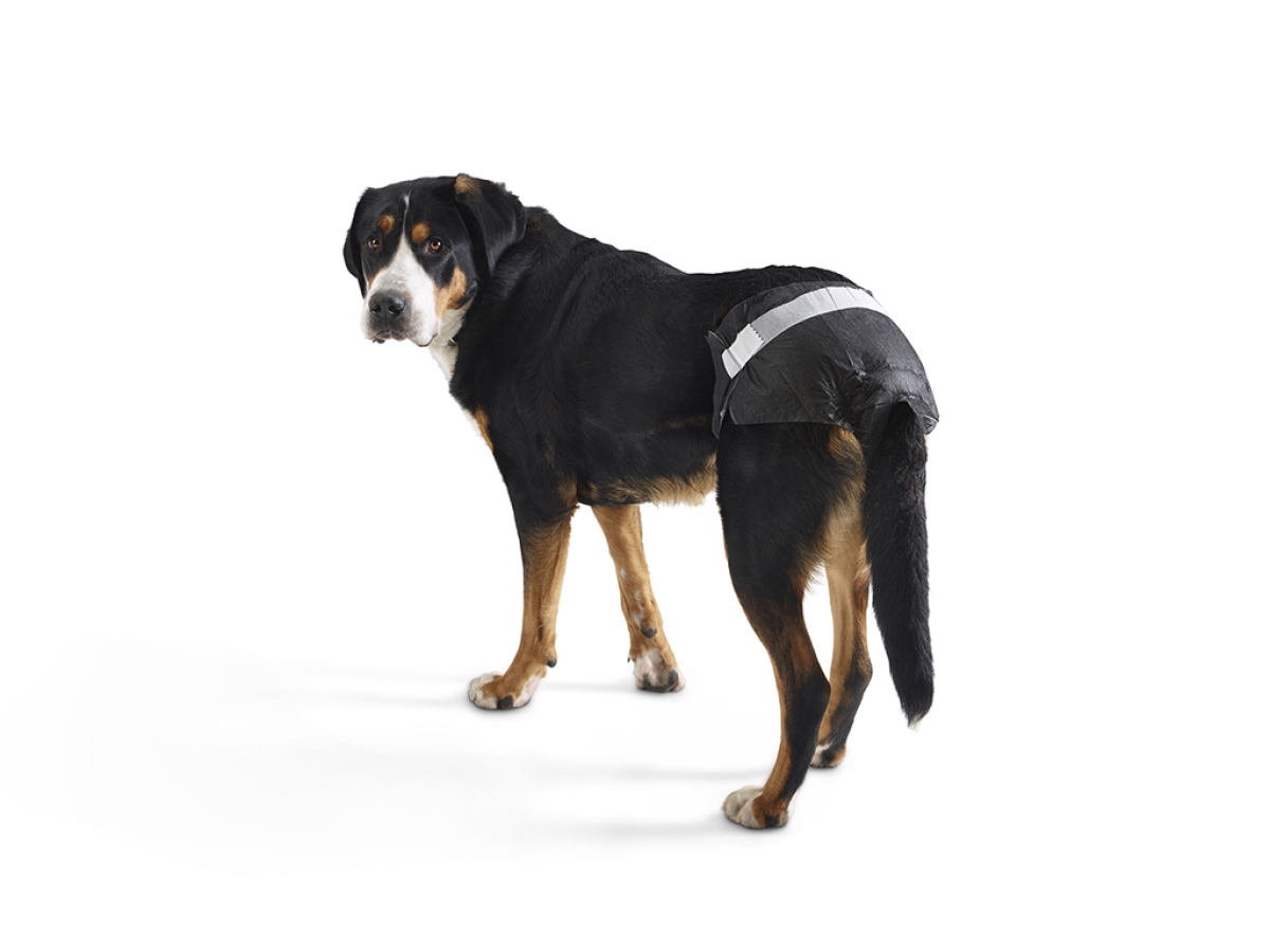 Comfort Nappy dog diapers - Size 7
