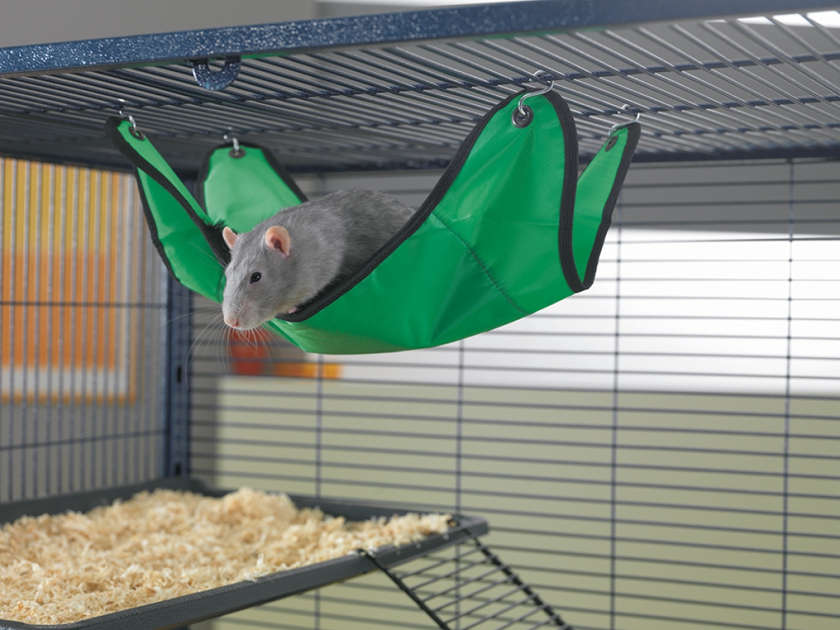 Pet rat hammock clearance