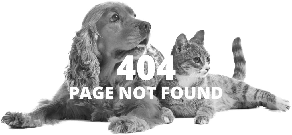Image: 404 Page not found
